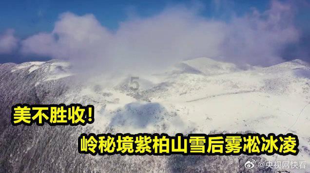 侍忍者